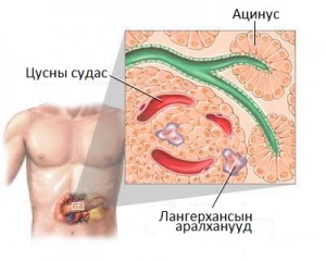 Нойр булчирхайн аралхан