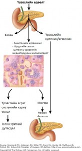 нойр булчирхайн үрэвсэл