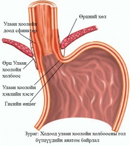 Reflux1