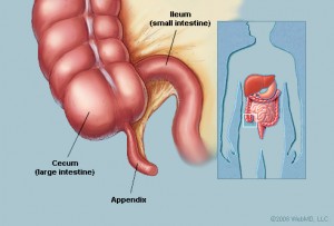 appendix3