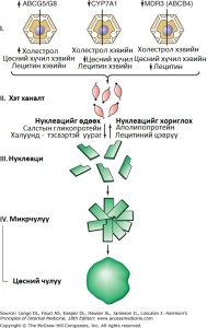Цөсний чулуу үүсэх эмгэг жам
