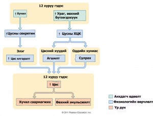figure_20_25_labeled