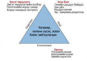 Эмгэг жам