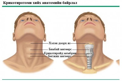 Анатомийн байрлал