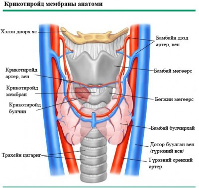 Крикотиройд мембраны анатоми