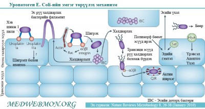 Зураг №2