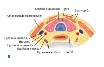 зураг 1В