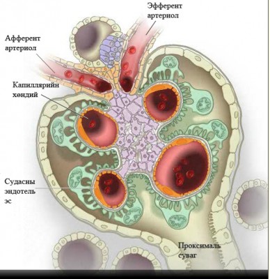Fenestrated vascular endothelial cell